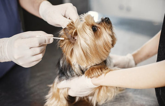 Close-up of careful ear cleaning during a dog's grooming routine